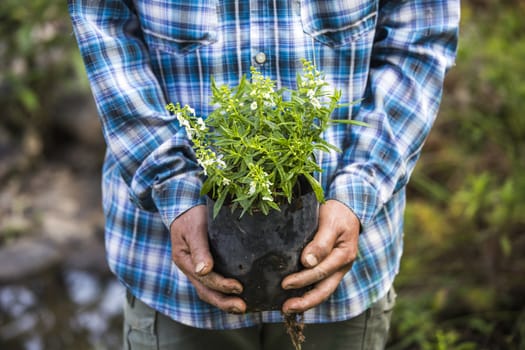 Tree on man hands