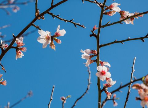 Almond blossom on black twigs with blue sky, Majorca, Balearic islands, Spain.