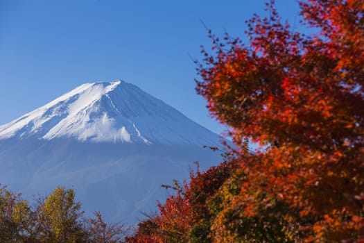 Mt. Fuji with red autumn. Kawaguchi-ko. Japan