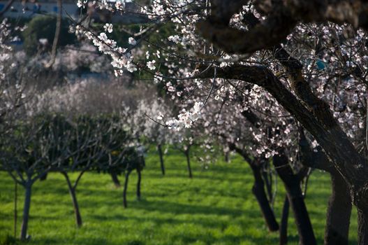 Blossoming almond trees selective focus, Majorca, Balearic islands, Spain.