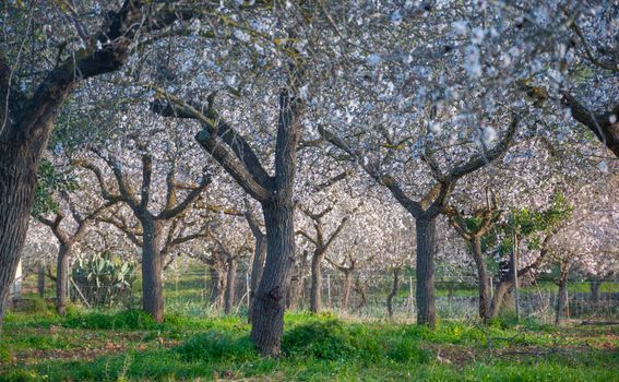 Almond tree orchard, Majorca, Balearic islands, Spain.
