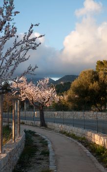 Blossoming almond tree and cloud. Tramuntana mountains, Majorca, Balearic islands, Spain.