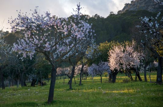 Almond tree orchard in evening light, Majorca, Balearic islands, Spain in February.
