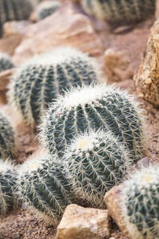 Cactus in garden