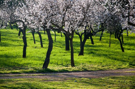 Almond trees with black trunks and green grass, Majorca, Balearic islands, Spain in February.