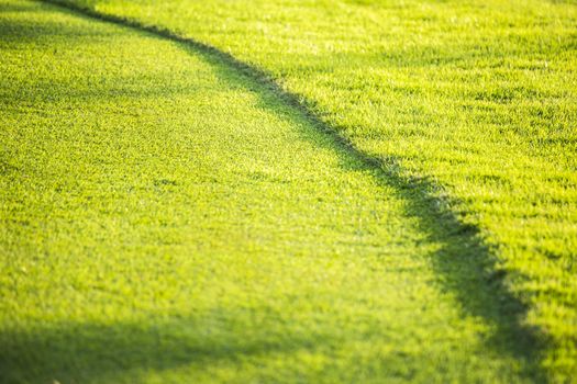 Green grass texture and backgrounds