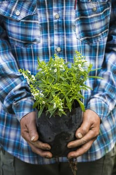 Tree on man hands