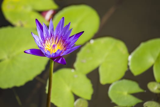 Lotus lily water