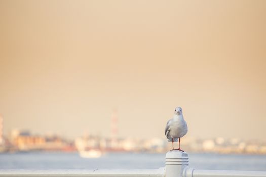 Seagull on Yokohama port
