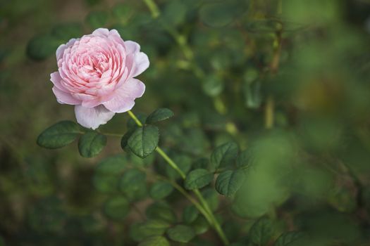 Rose queen of sweden