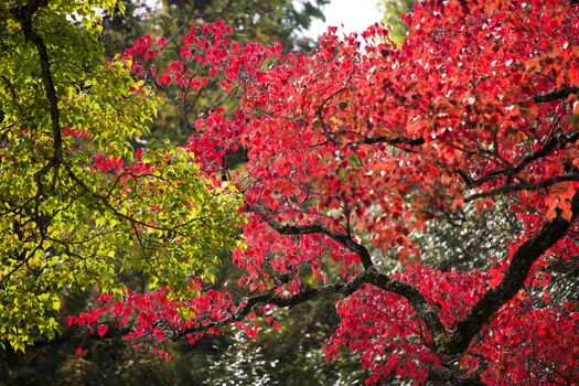 Autumn leaf season change