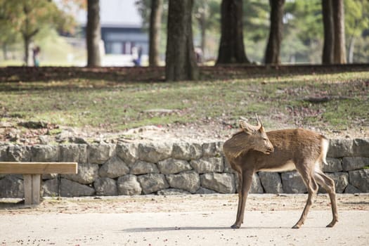 Deer in Nara Park