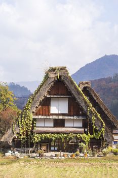 Cottage and rice field in small village shirakawa-go japan. autumn season