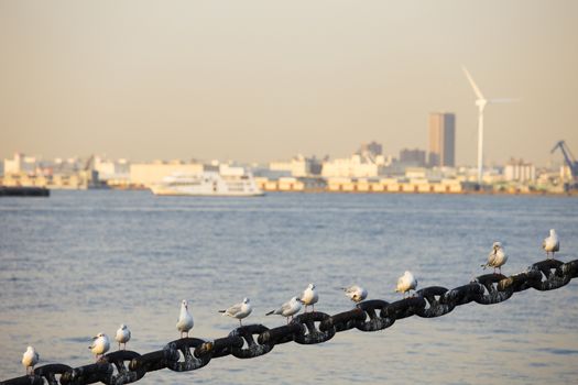 Seagull on Yokohama port