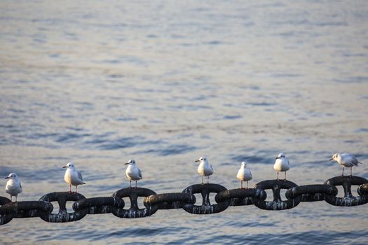 Seagull on Yokohama port