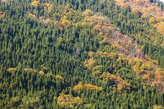 Fall season at Shirakawa-go. Japan