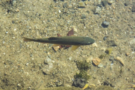 Fish alive in Shirakawa-go. Japan