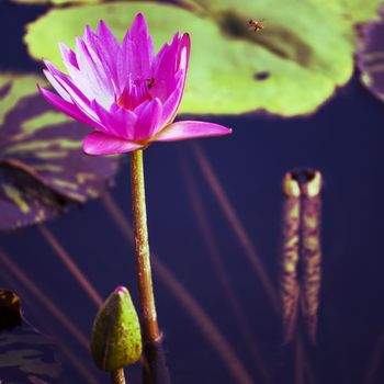 Lotus. Water lily flower