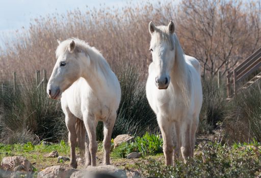 Two white horses grazing in Albufeira natural reserve, Muro, Majorca, Balearic islands, Spain.