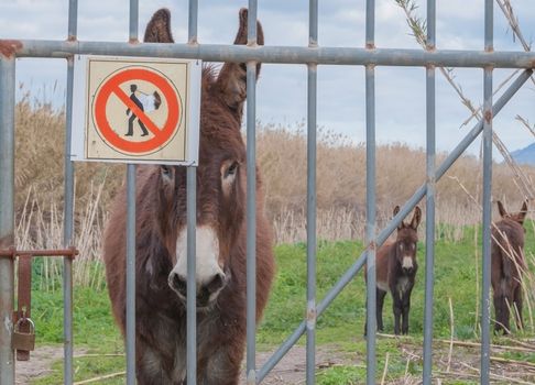 Stern and stubborn looking donkey - with a warning sign that 'someone' has taken a bite out of! For emphasis...