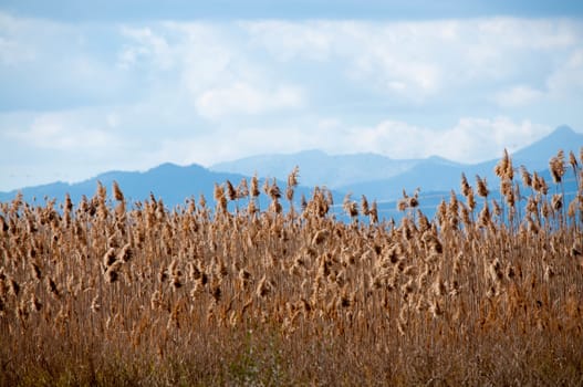 Yellow reeds blue mountains, Albufeira natural reserve, Majorca, Spain