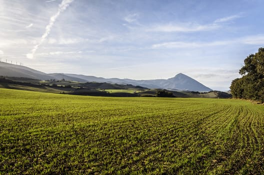 Beautiful picture at the fields in Navarra. Great colors and clean sky background.