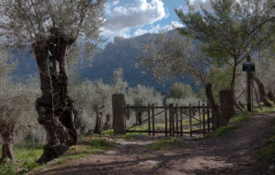 Mallorca landscape in the mountains above Soller. Mallorca, Balearic islands, Spain