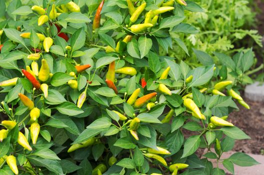 Red chilli peppers plant in a garden