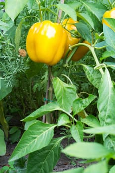 Yellow bell pepper plant in a garden