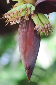 Banana flower closeup in nature