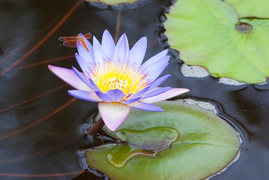Water lily with leaves