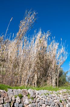 Old stone wall and reeds with clear blue sky. Majorca, Balearic islands, Spain.