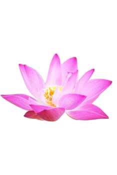 Blooming lotus flower isolated  on white background