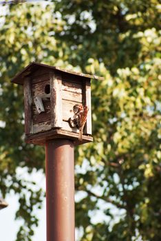 bird feeders. tree house for the birds feeding her young ones