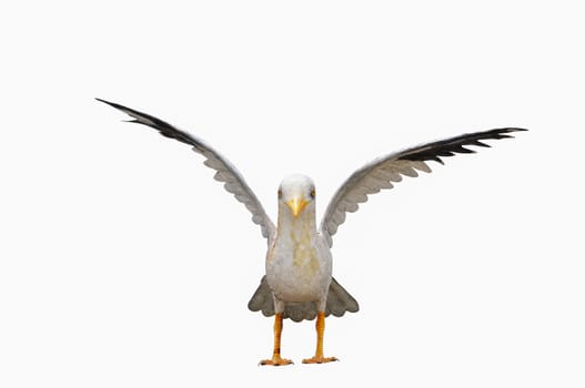 Bird, Seagull statue on the write background