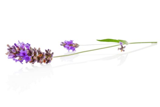 Single lavender blossom isolated on white background. Aromatic herb.