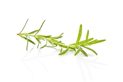 Rosemary isolated on white background. Culinary aromatic herbs.