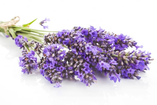 Lavender bunch close up isolated on white background. Aromatic herbs concept.