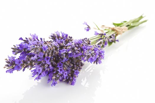 Lavender bundle bound with brown string isolated on white background. Aromatic herbs concept.