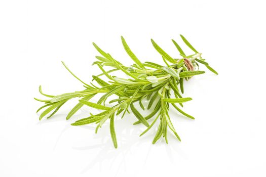 Rosemary bunch bound with brown twine isolated on white background. Culinary aromatic herbs.