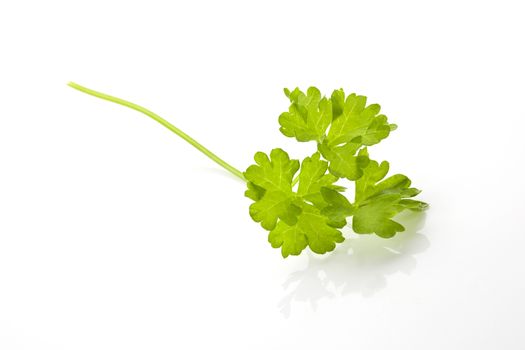 Fresh parsley leaf isolated on white background. Culinary aromatic herbs.