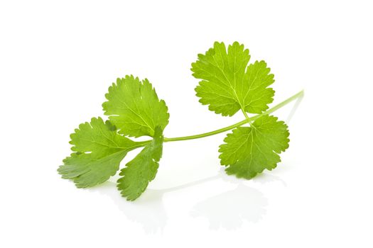 Fresh organic coriander isolated on white background. Culinary aromatic herbs.