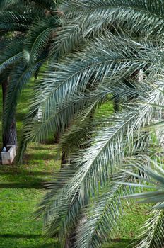 Palm branches and old stone wall in Palma de Mallorca, Majorca, Balearic islands, Spain.