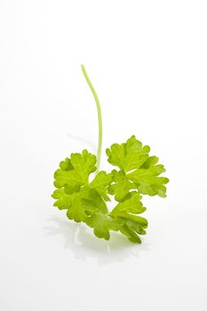 Fresh curly parsley leaf isolated on white background. Aromatic culinary herbs.