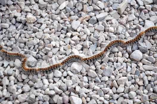 Spain's most dangerous animal according to some - the Pine processionary moth in procession on gravel. Thaumetopoea pityocampa