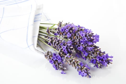 Lavender bunch on white background. Aromatic herb background.