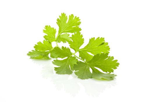 Fresh organic raw coriander leaf isolated on white background. Culinary aromatic herb.