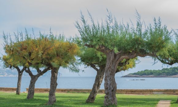 Trees by Pollensa bay.