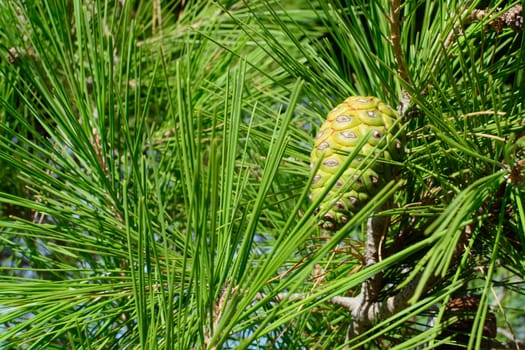 Pine cone and needles.