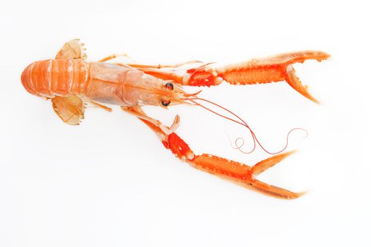 Delicious beautiful langoustine isolated on white background. Gourmet eating.